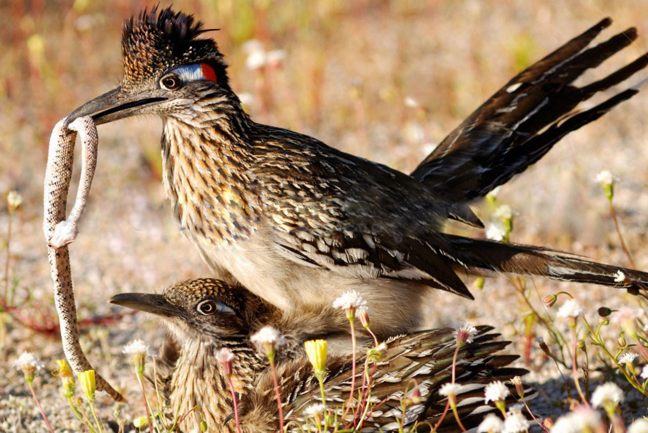 Geococcyx californianus