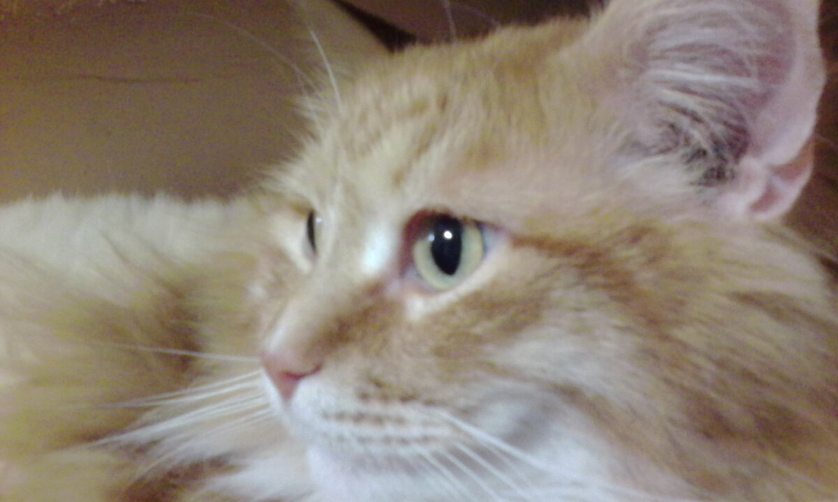 Мяуна. Говорящий кот мяун. Читать говорящий кот мяун книга. Ольга станиславовна назарова. Говорящий кот мяун книга.