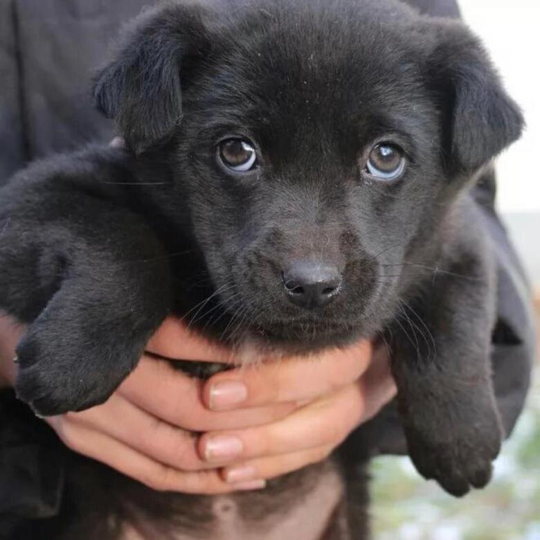 Отдам в хорошие руки животных ростов на дону. Породы собак в ростовской области. В хорошие руки в ростове. Отдам собаку в добрые руки ростов на дону. В хорошие руки в ростове.