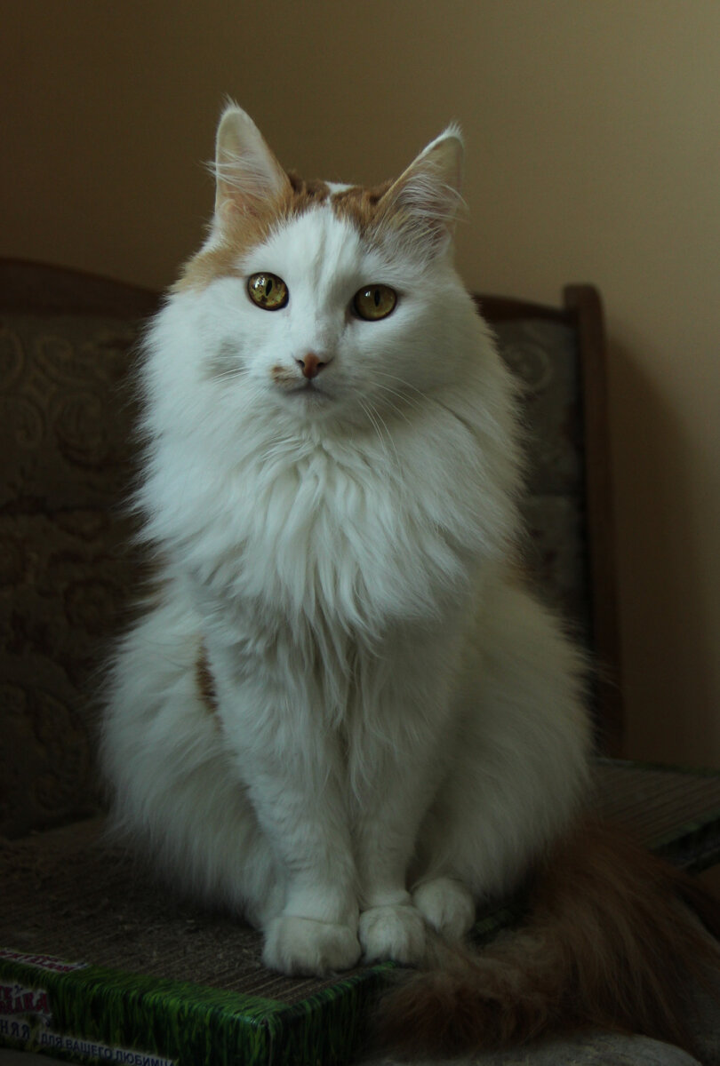 Кот по имени Швейк