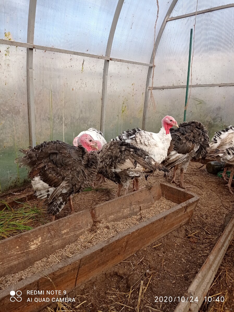 Два с половиной месяца. 