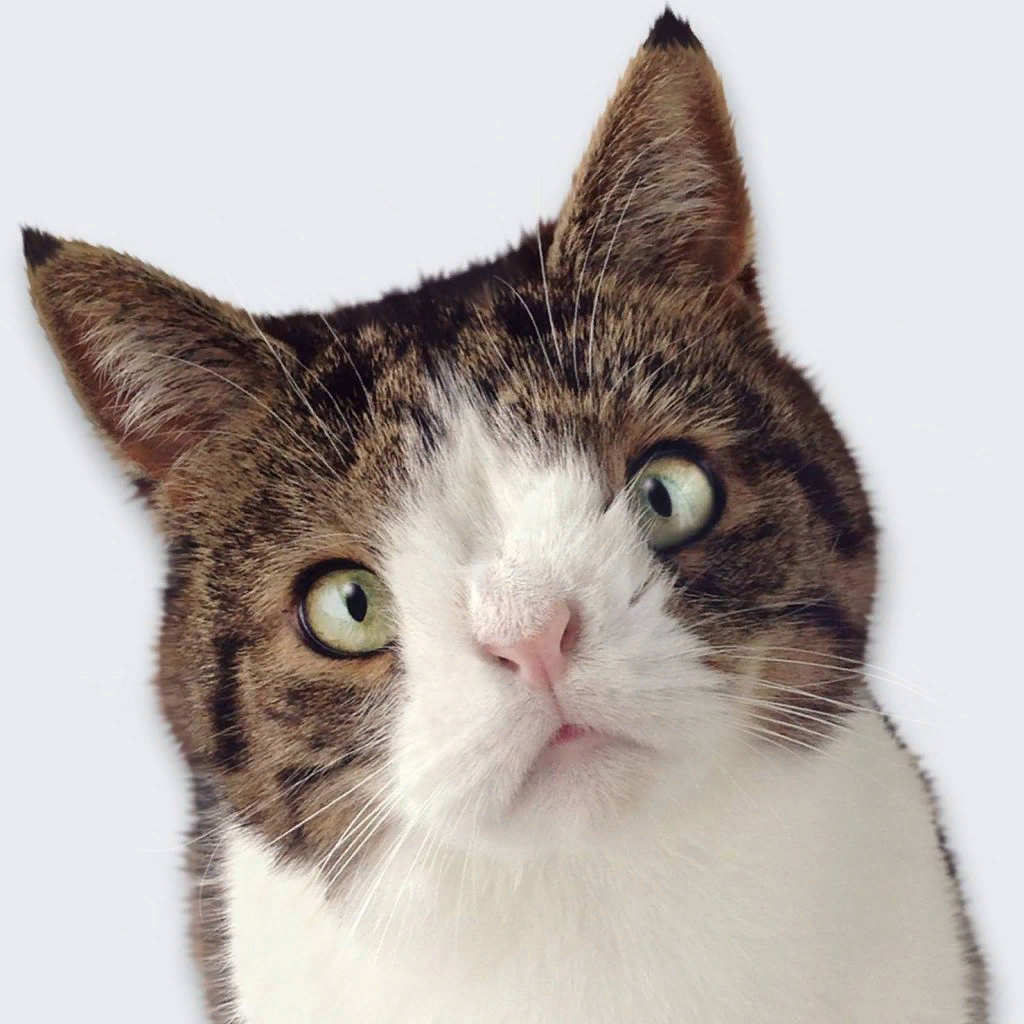 Живетныес синдромом дауна. Белый тигр кенни. Синдром дауна у животных. Животные с синдромомдаунв. Животные с сегьром дауна.