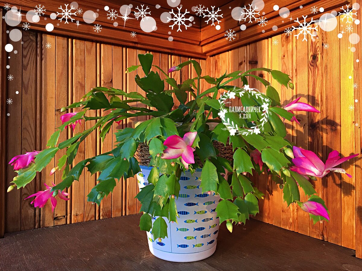 За горшок с рыбками простите 😁 Он оказался единственным свободным горшком в доме, когда побеги декабриста вымахали так, что высоты родного горшочка перестало хватать для их удержания на весу. Просто взяла и как на подставочку в пустой горшок определила. Получилась такая вот "пирамидка" ⏩⏩