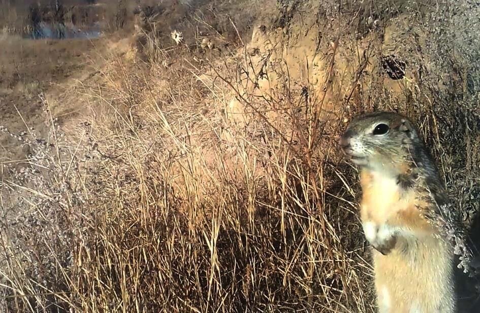 Сталкер суслик. Замерзший суслик. Боевой суслик. Суслик военный. Суслик селфи.