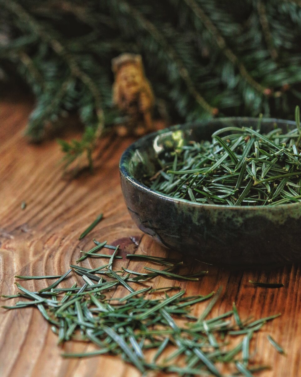 Сухая хвоя пихты кавказской