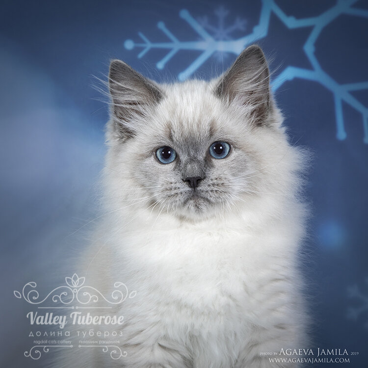 Котенок рэгдолл окраса  голубой пойнт  Leonardo Di Caprio  Valley Tuberose 