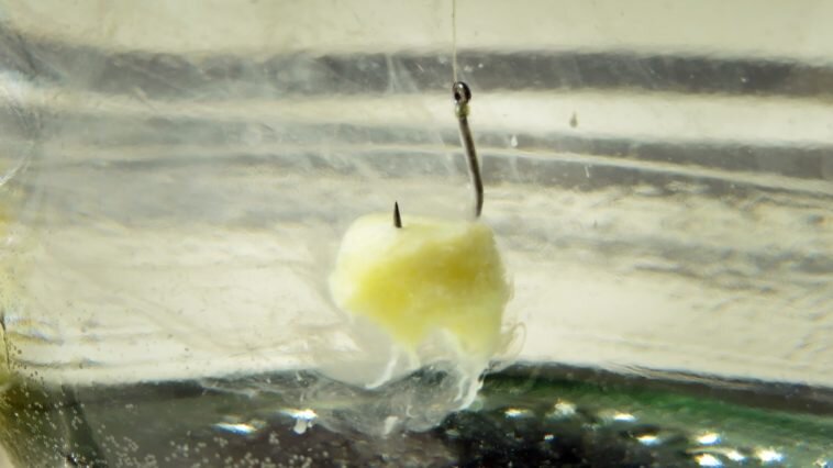 Приготовление насадки для рыбалки из яичного желтка и ваты