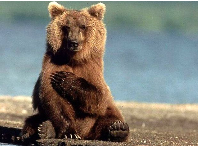 https://omoro.ru/wp-content/uploads/2017/10/pro_animals-92.jpg