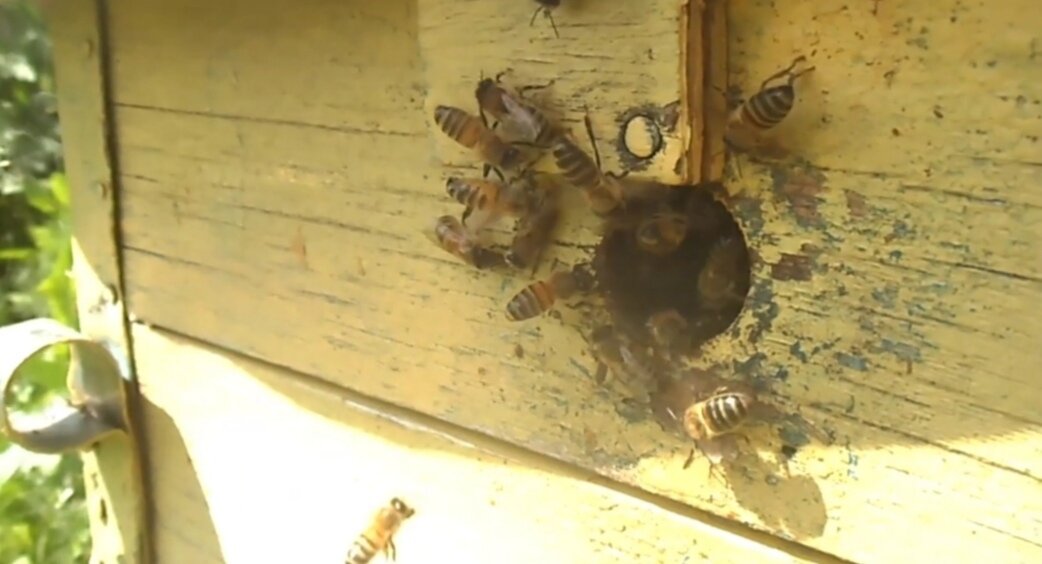 Остатки роя впрашиваются в материнский улей.