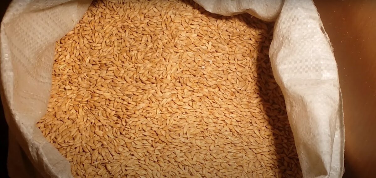 Солод для пива