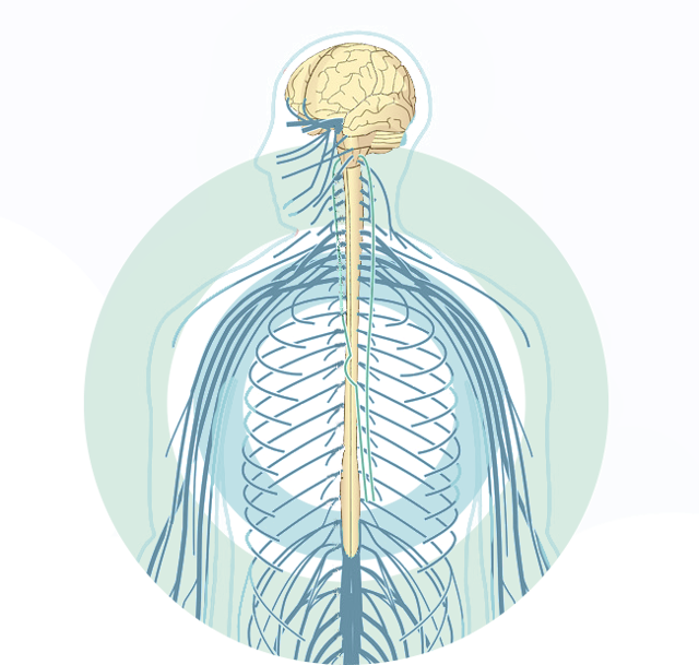 Brain nerve. Нервная система. Нервная система человека. Центральная нервная система человека. Нервная система неврология.