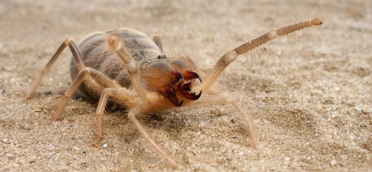 Сольпуга,  он же фаланга,  он же  верблюжий паук