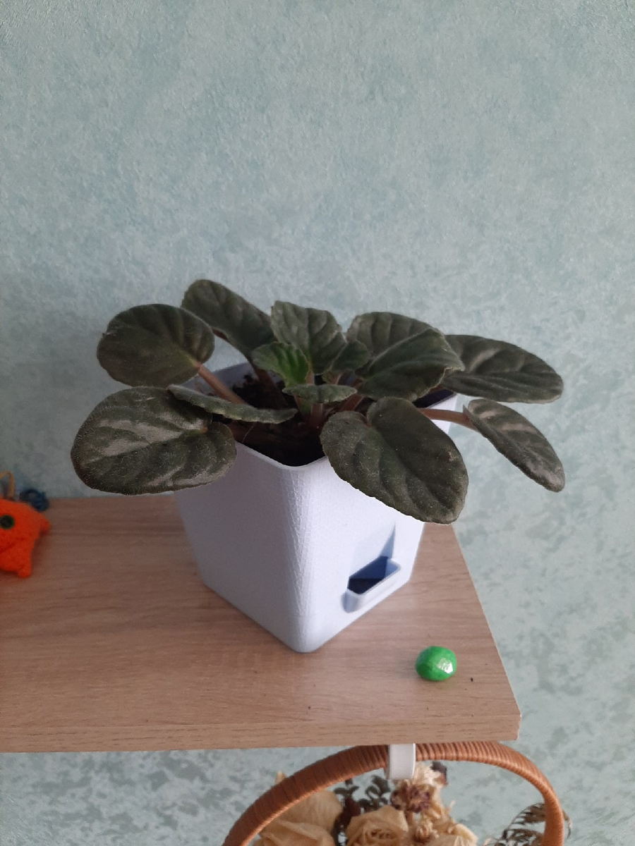 С фиалками я бы точно уже распрощался