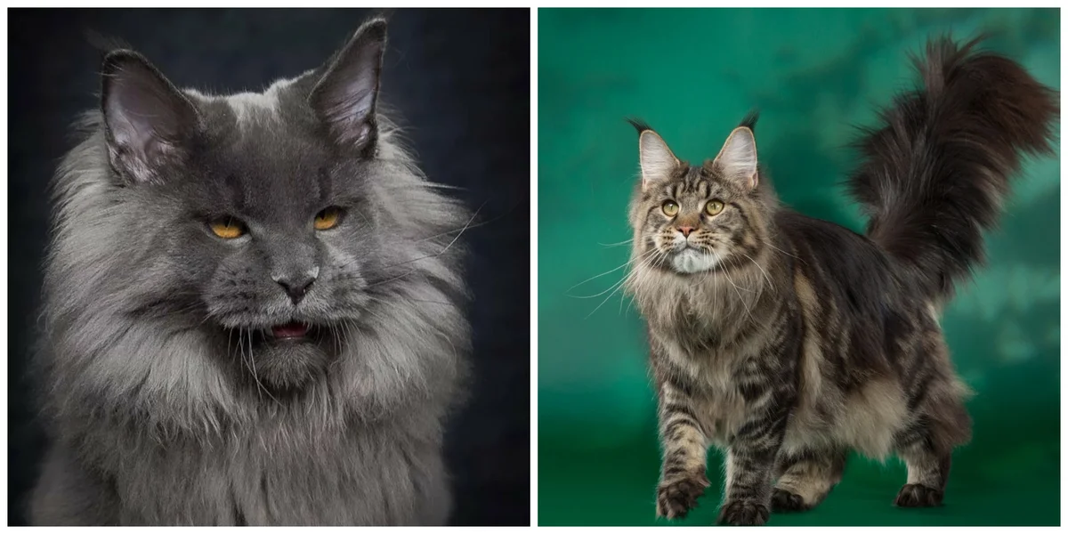 мейн-куны тоже любят плавать