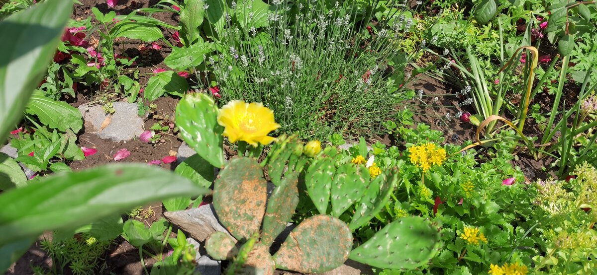 Кактус опунция