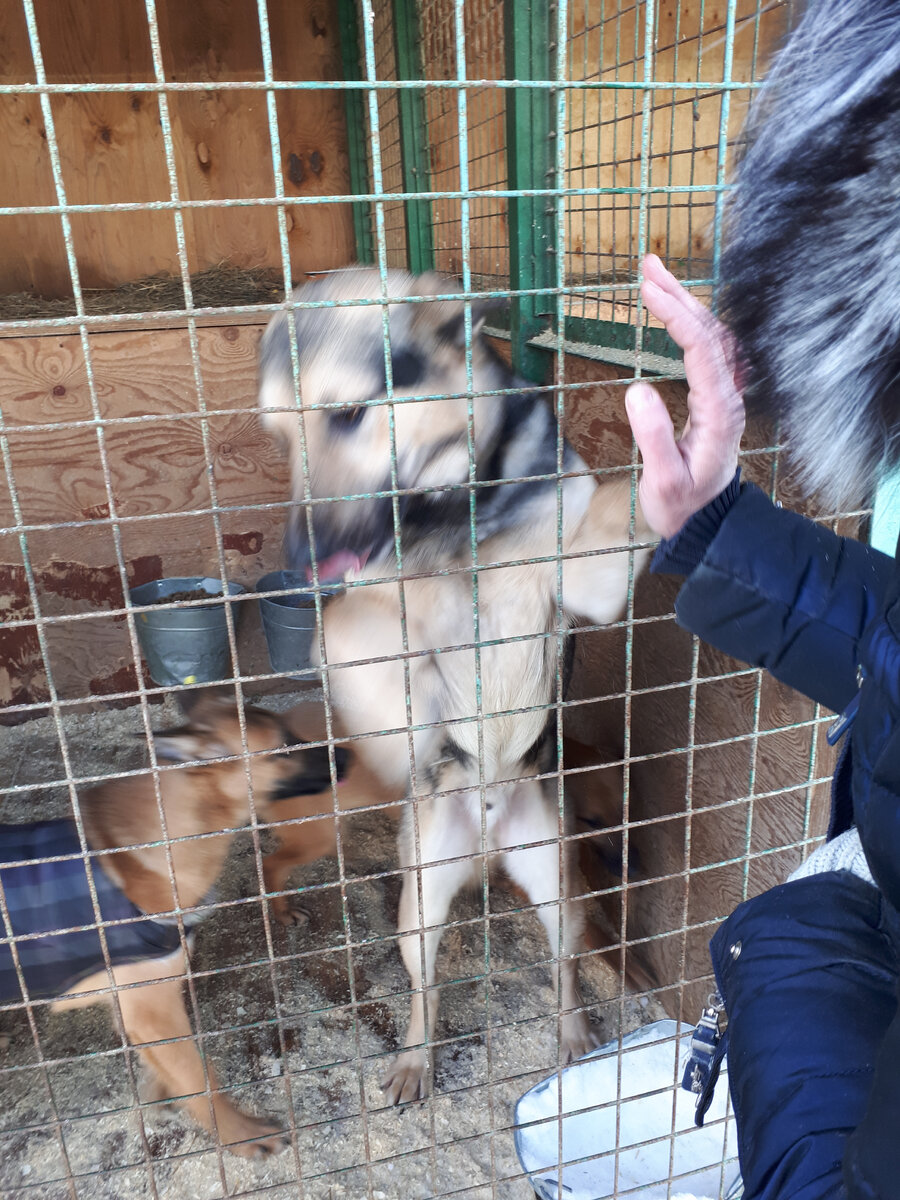 Фото из приюта