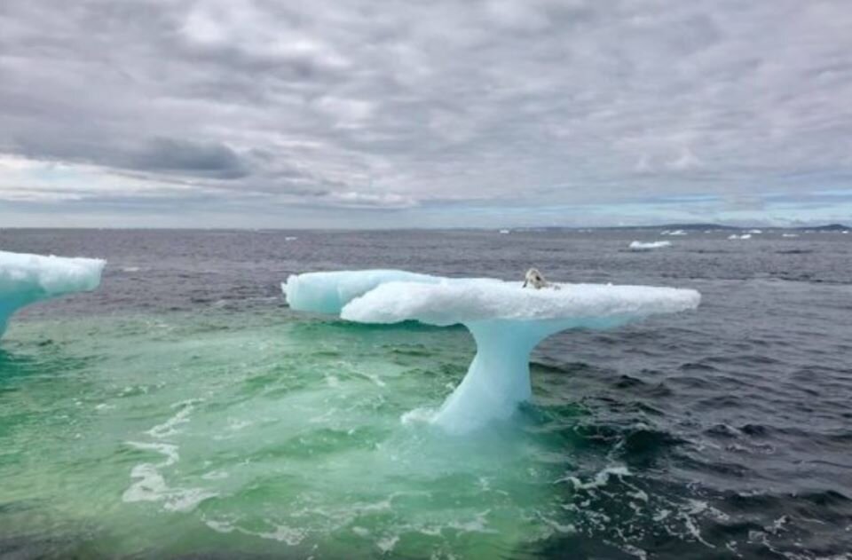 Сначала рыбаки подумали, что пред ними детёныш тюленя, но его одиночество их насторожило
