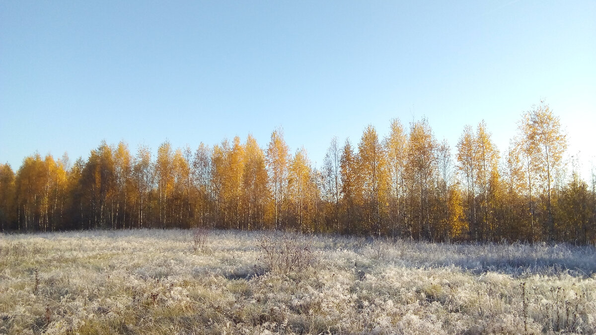 Поле в инее, березки в золоте