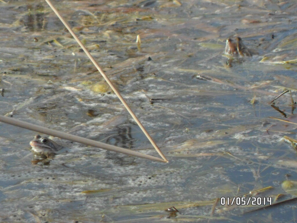 Стрела Ивана-дурака