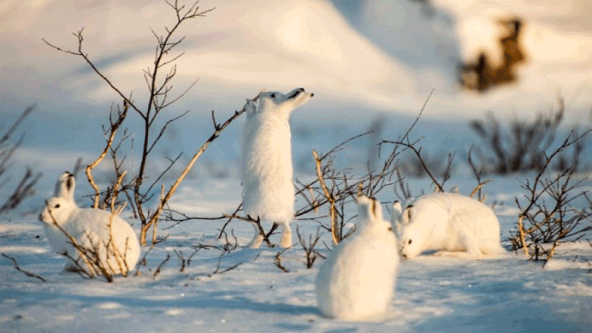 Из открытого доступа