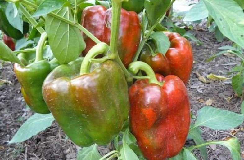 Перец клаудио f1 характеристика и описание сорта. Семена перца клаудио f1. Перец клаудио f1 5шт (партнер). Перец клаудио f1 характеристика и описание. Перец клаудио семена.