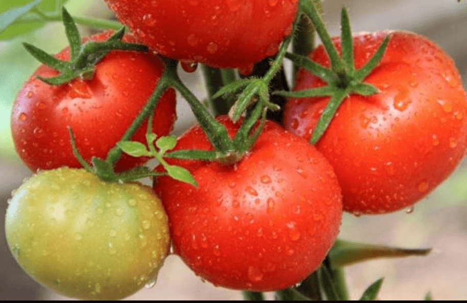 Сорт томатов сибирский скороспелый с фото и описанием