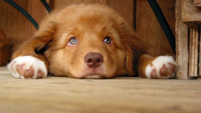 источник: яндекс-поиск