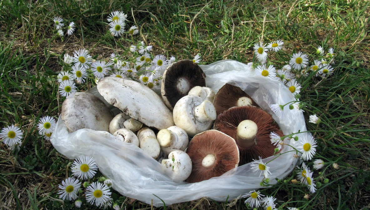 Фото с форума Грибы Говорят. Немецкая ветка - Грибы в Германии. Фото Валери.