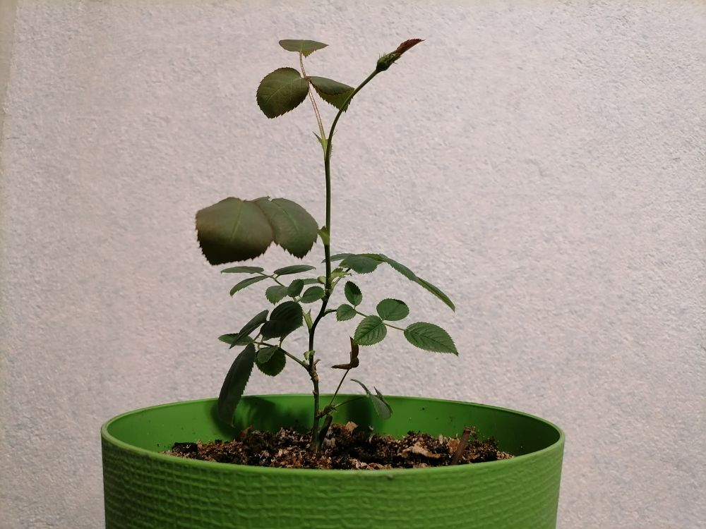 Черенок с бутоном, фото автора