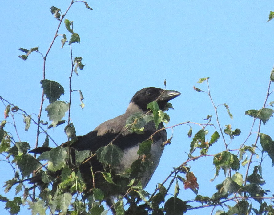 ворон дзен рассказ. ворон дзен рассказ. ворон феникс (crow phoenix). волк ворон лес картины японской живописи. ворона с книгой.