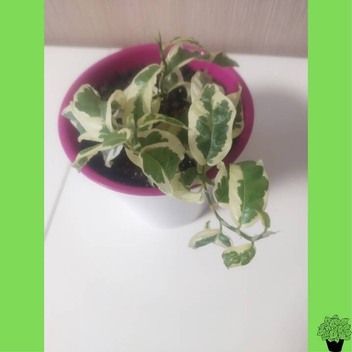 Ползучий фикус Бенджамина