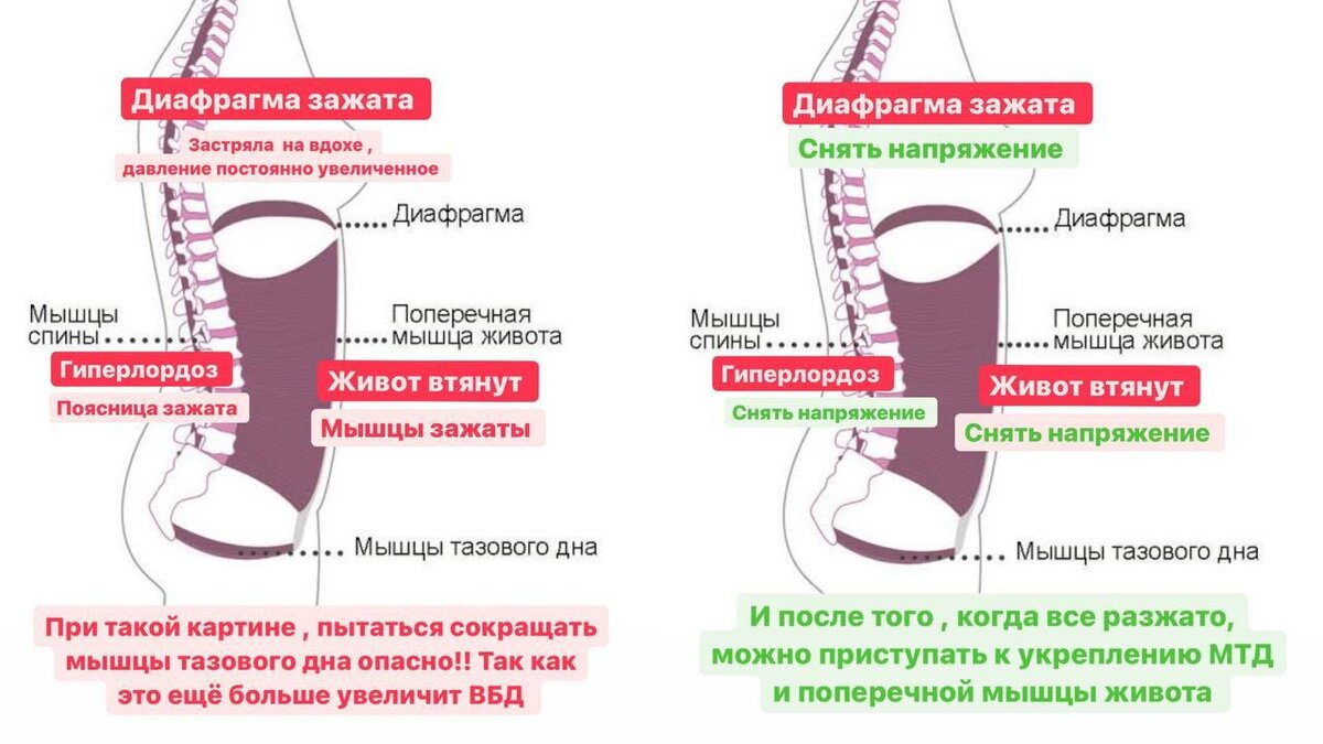 Почему выпирает живот и ослабляются мышцы тазового дна? | FITNESSHANNA |  Дзен