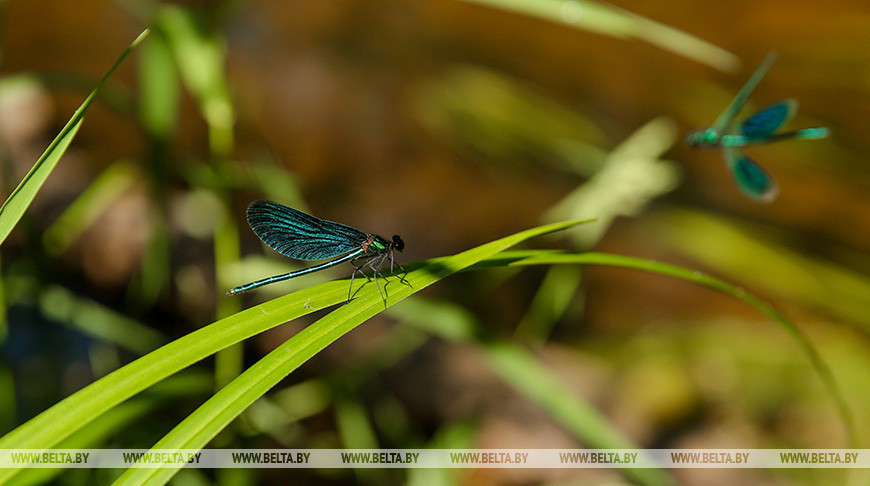 В "звериной" классификации (Harald Friesewinkel) эксплерентов называют ласточками или мотыльками. Я назвала зелёных эксплерентов стрекозами. "Я художник, я так вижу", а в части биологии читаем: "Все представители отряда ведут амфибионтный образ жизни — яйца и личинки развиваются в водной среде, а имаго (взрослые) обитают на суше, освоив воздушную среду и став прекрасными летунами. Взрослые стрекозы не ограничиваются в выборе места обитания одними только берегами водоёмов и могут улетать от них на значительные расстояния, встречаясь на лугах, опушках лесов и даже в населённых пунктах. Личинки (их называют также нимфами или наядами) развиваются в водоёмах различных типов — главным образом в стоячих озёрах, прудах и старицах рек, а также в ручьях, реках и болотистых водоёмах, вплоть до созданных человеком прудов и канав с водой. Как и взрослые стрекозы, личинки являются хищниками. Стрекозы имеют большое значение для человека. Велика их роль в регуляции численности кровососущих насекомых, ряда насекомых-вредителей сельского и лесного хозяйства."