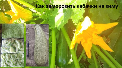 Заготовки на зиму кабачков. Три способа заморозки кабачков.