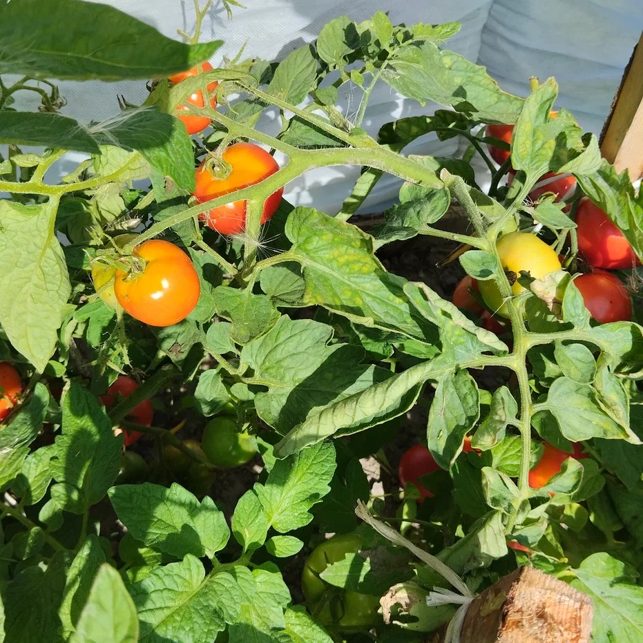 Уличные помидоры