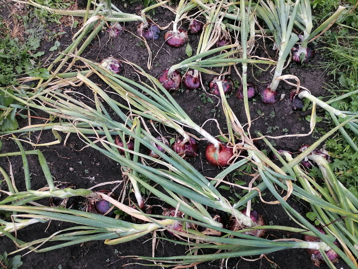 семена ялтинского лука. лук ялтинский в земле. лук ялтинский красный выращивание из семян. лук ялтинский красный выращивание из семян. аэлита лук репчатый ялтинский красный 0,2г.