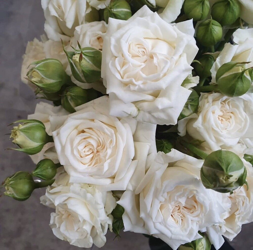 Роза флорибунда White Bouquet