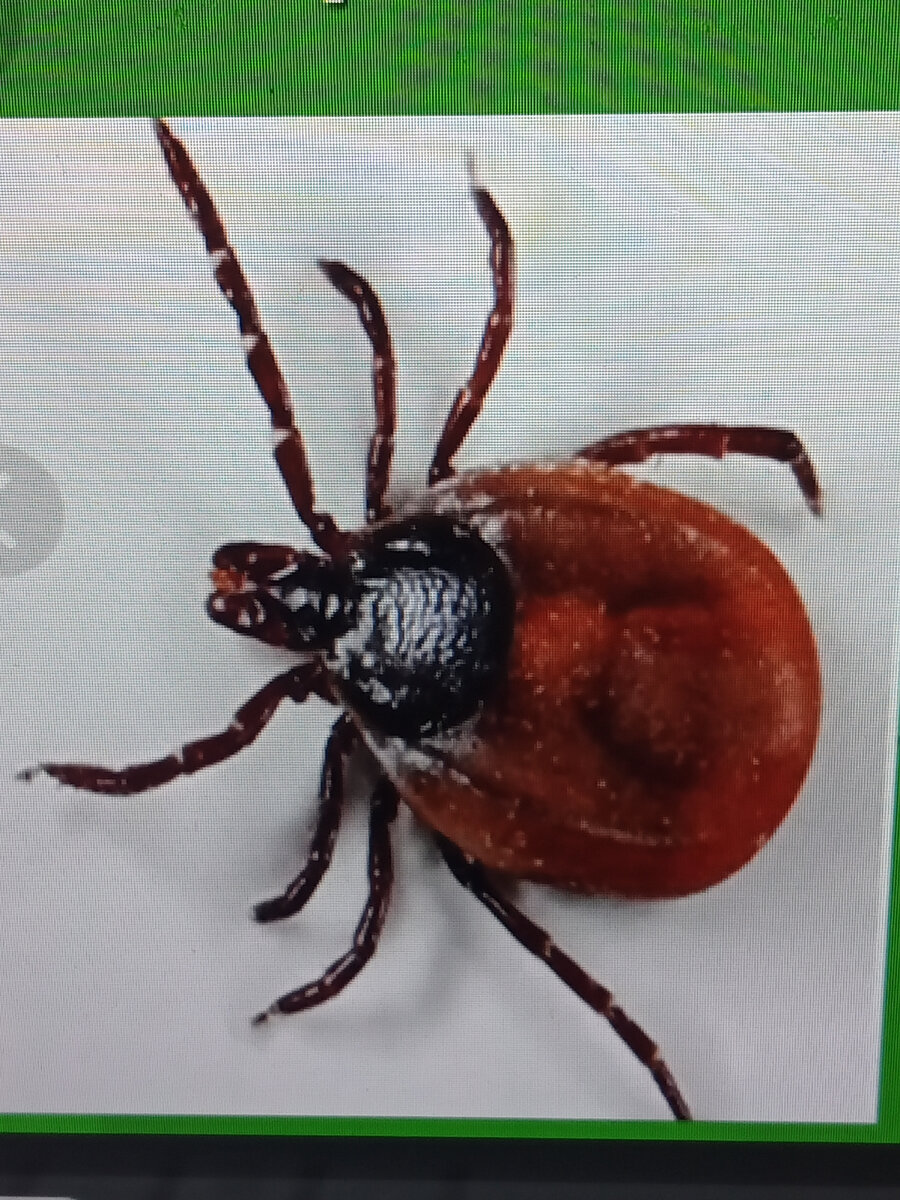 Фото автора. Сфотал монитор