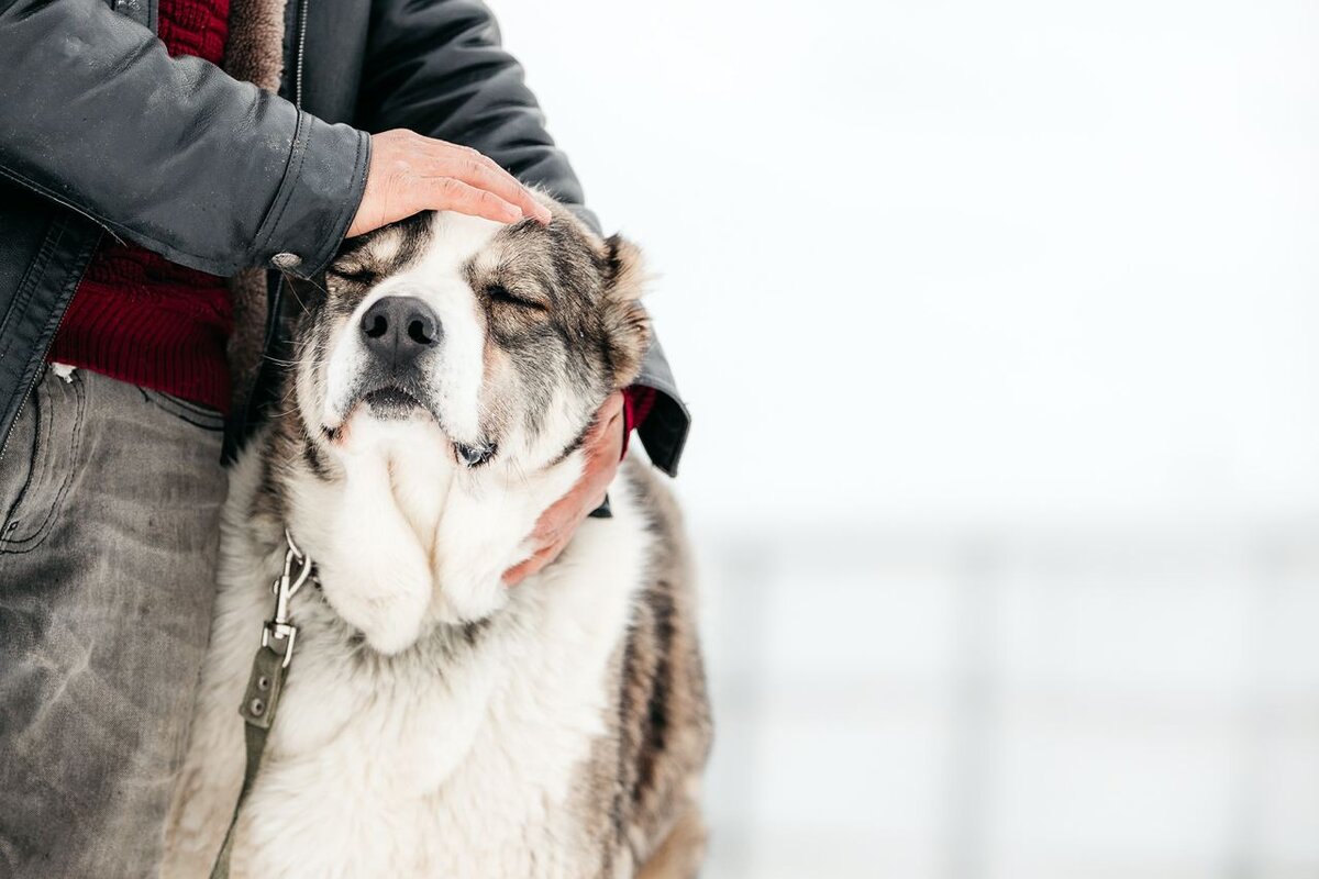 Ник животных. Мокрый нос асауленко фото. Волонтеры в приюте для животных. Ника животное. Приют для животных ника.
