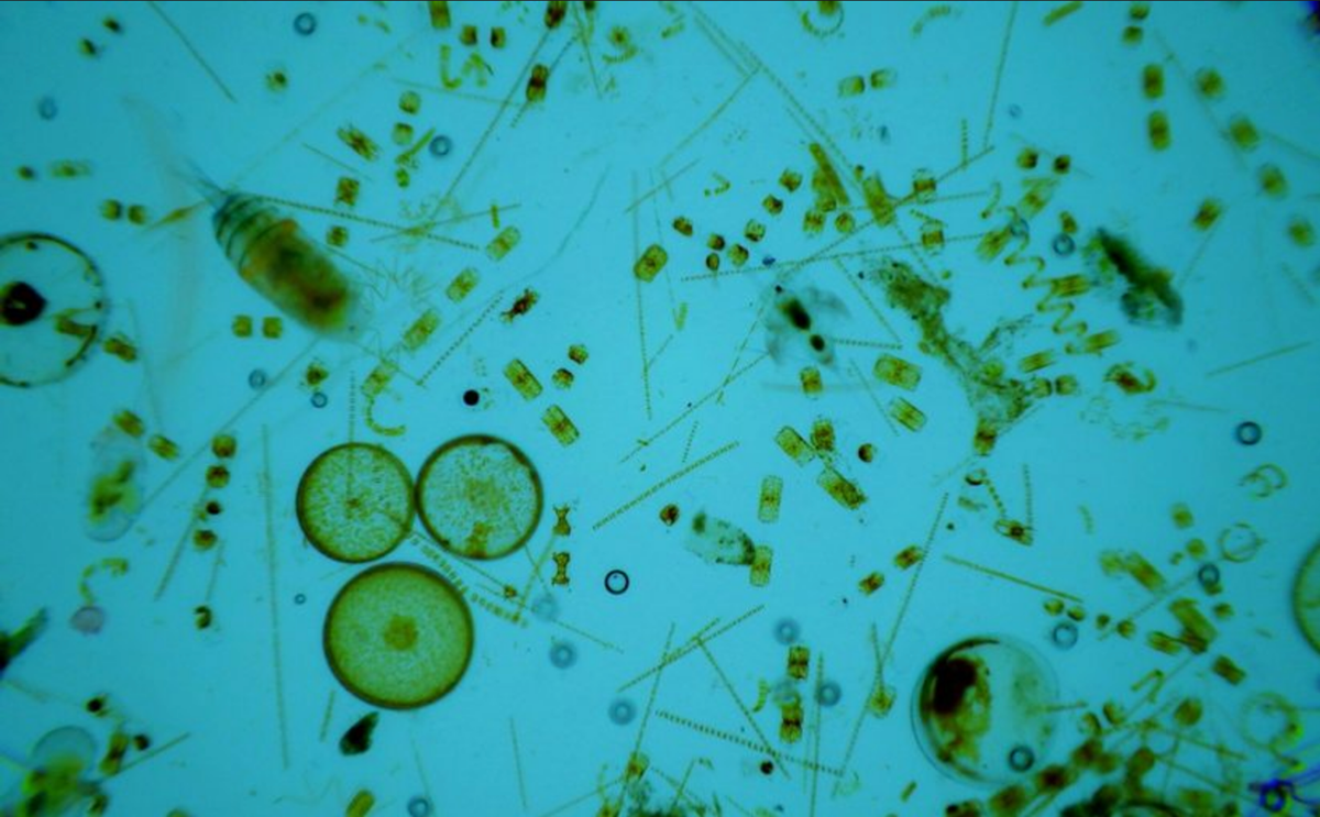 Биомасса фитопланктона в теплых морях больше. Фитопланктон диатомовые водоросли. Фитопланктон золотистые водоросли. Планктон и фитопланктон. Планктон фито зоопланктон.
