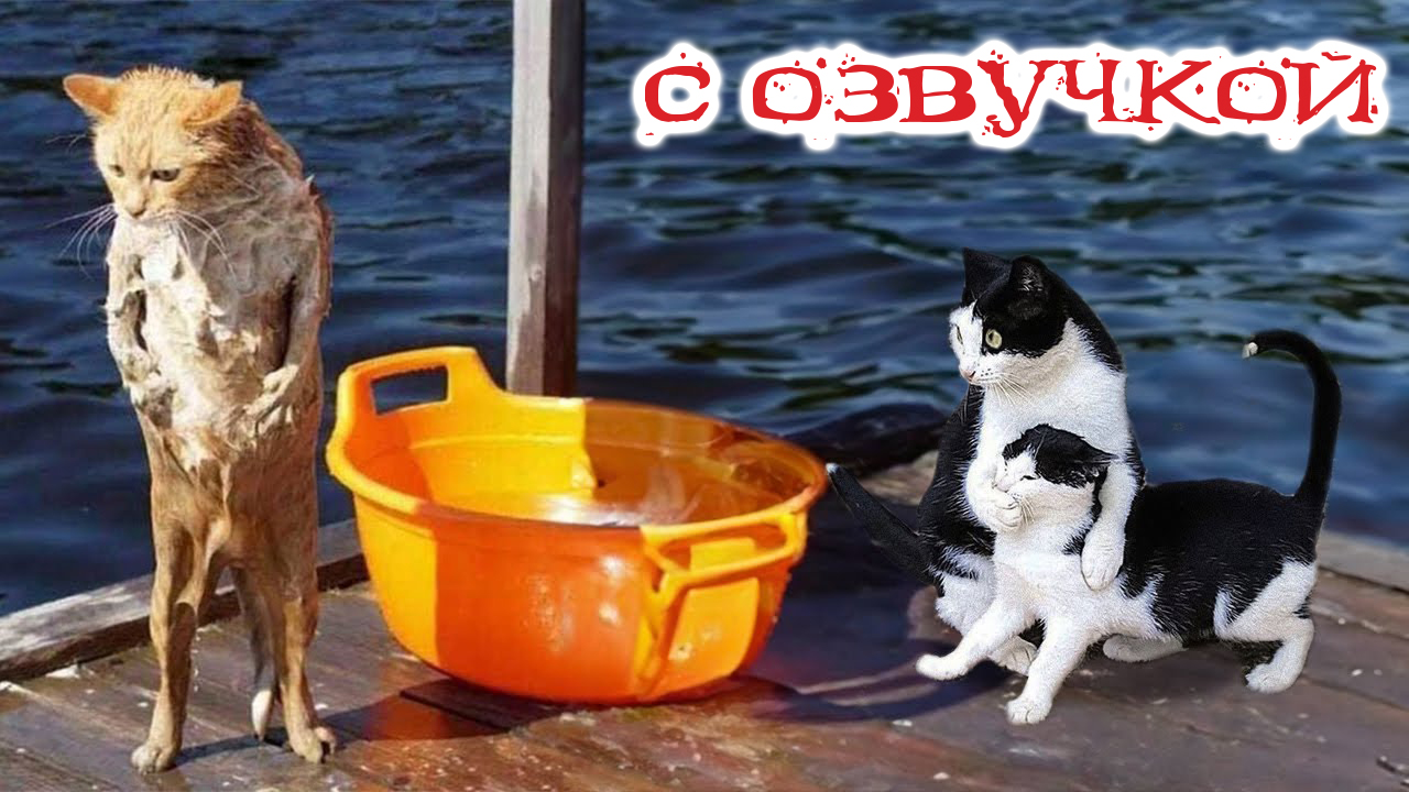 Приколы с котами с озвучкой! Смешные коты и Самые смешные животные! ТЕСТ НА  ПСИХИКУ!