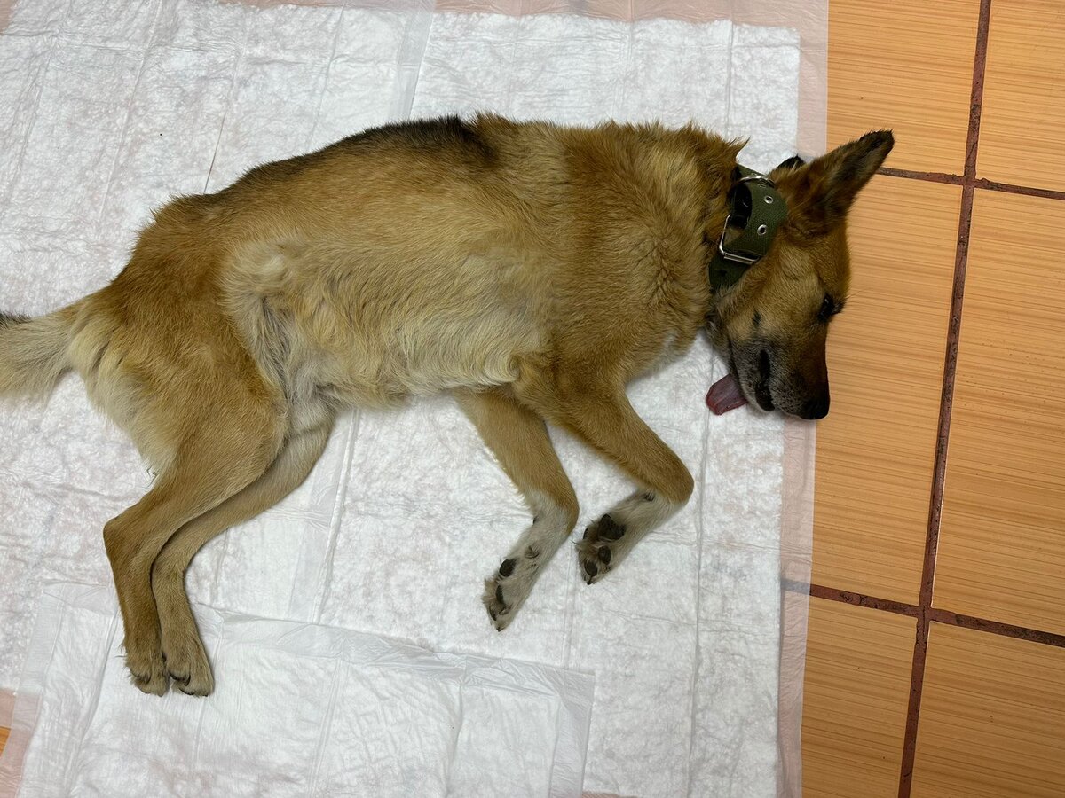 Собачка у нас 