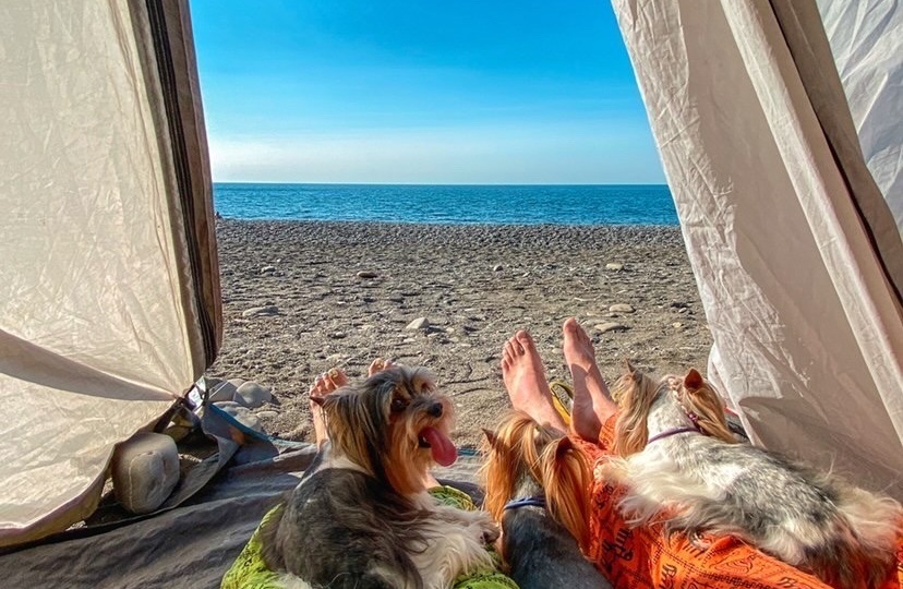 Друзей не бросаем: отдых в Крыму с домашними животными