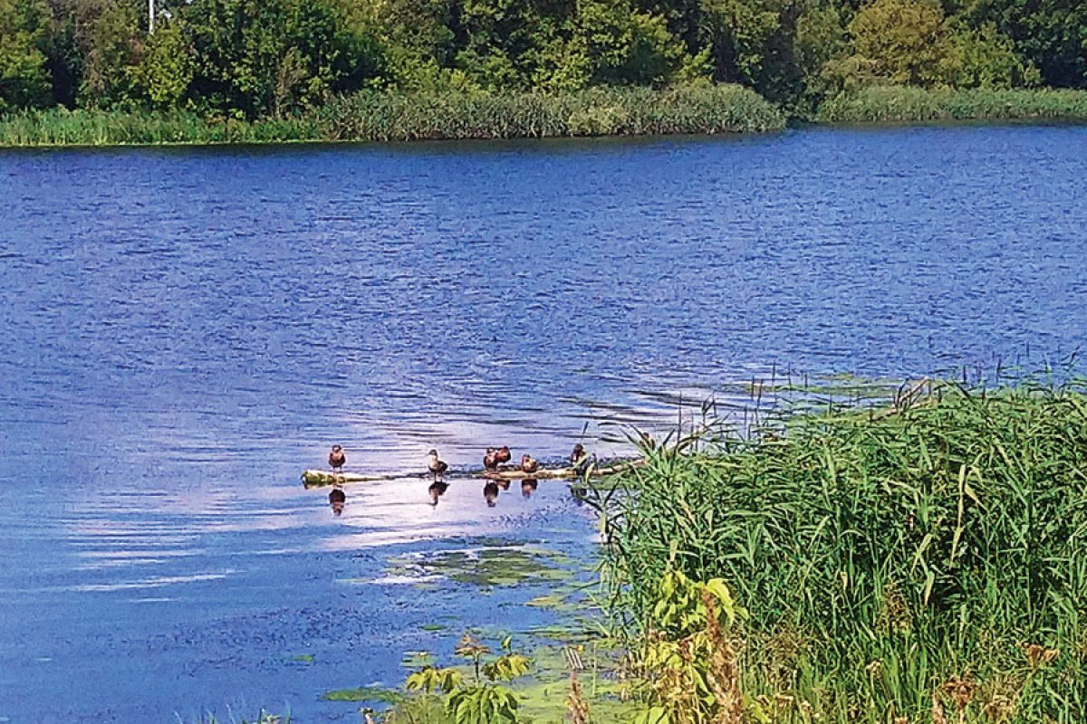    За состояние реки и её водоохранной зоны, по большому счёту, никто не отвечает.
