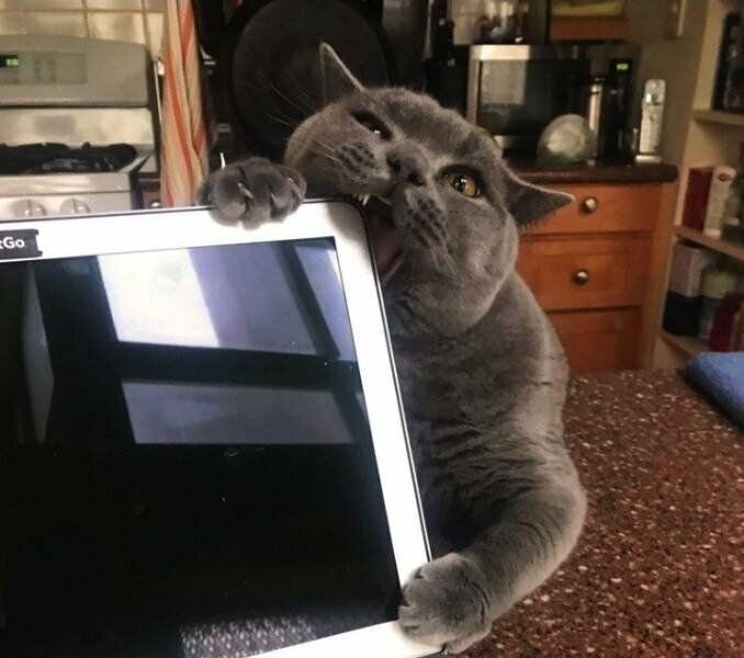 Фото из Интернета.