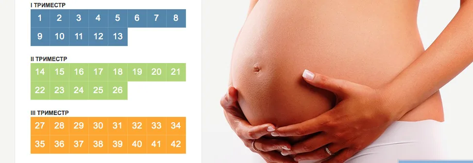 Первый триместр длится. Триместры беременности. Триместры беременности по неделям. 2 Триместр беременности. Недели месяцы триместры беременности.