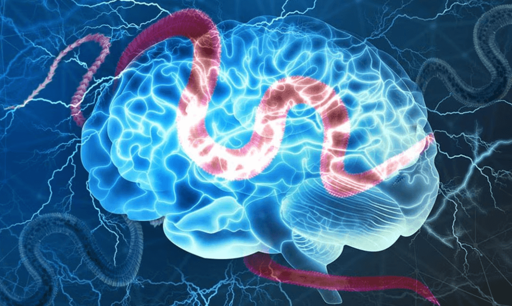    В мозге женщины ученые обнаружили червя, которым ранее люди никогда не заражались