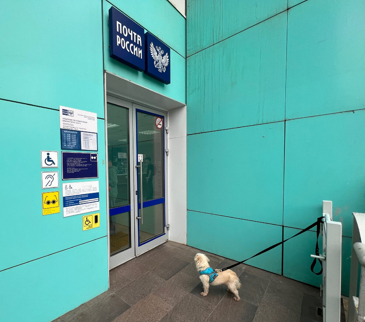 Собачка устала ждать свою хозяйку, которая устала ждать свою очередь 