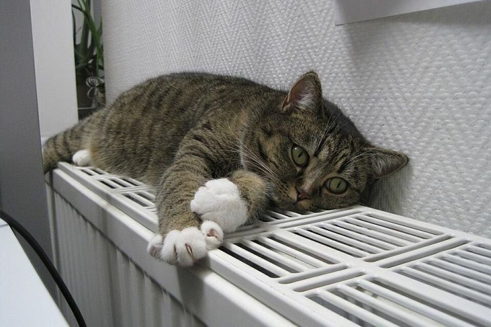 Фото: портал "Тюмень - наш дом"