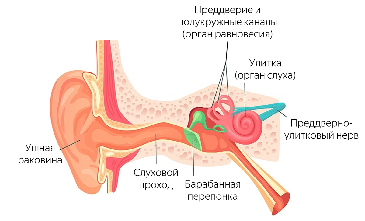 Ухо анатомия. Строение уха человека. Строение органа слуха человека.